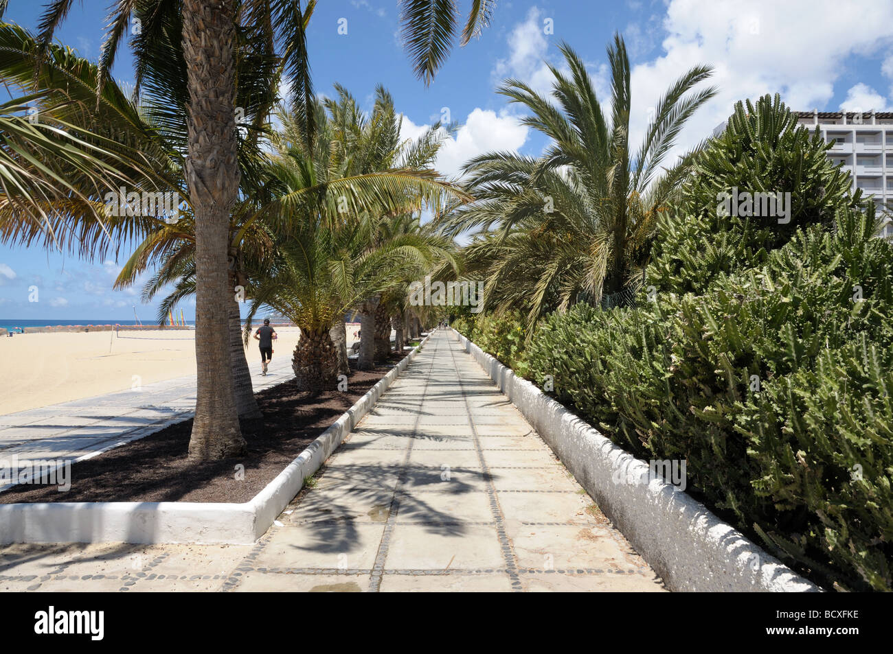 Palm Trees at Playa del Matorral, Canary Island Fuerteventura, Spain Stock Photo