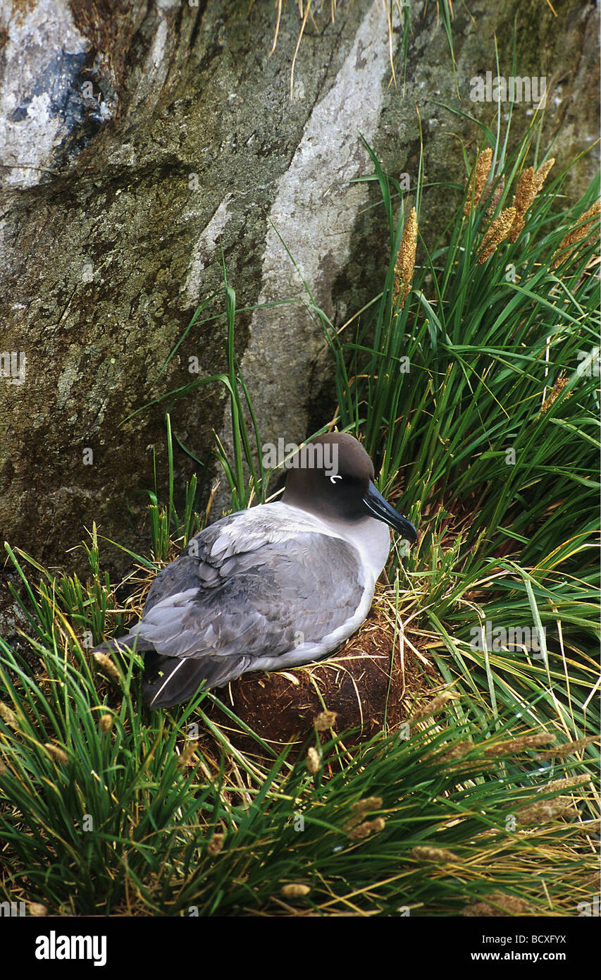 Light mantled albatros hi-res stock photography and images - Alamy