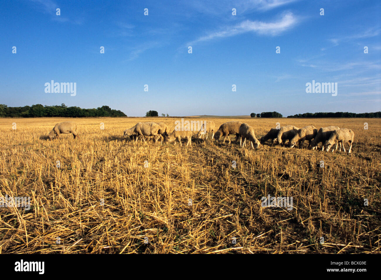Seed eating animals hires stock photography and images Alamy