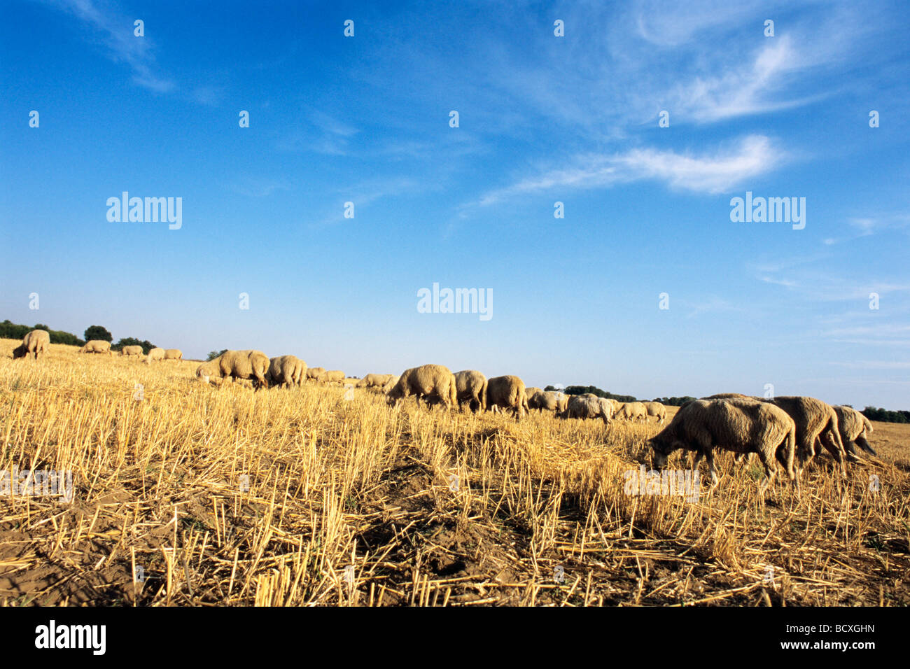 Grain eating animals hi-res stock photography and images - Alamy