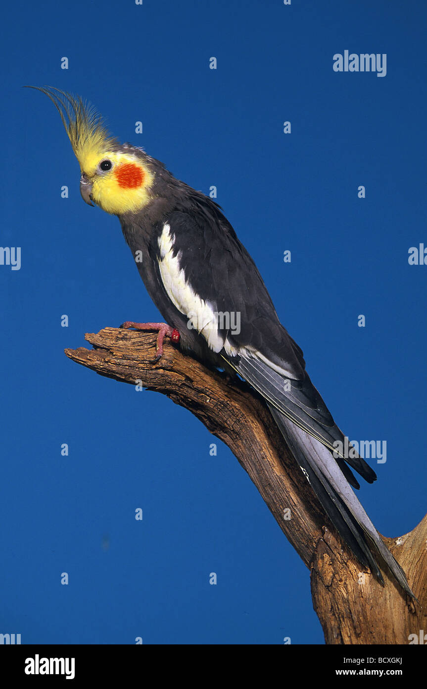 nymphicus hollandicus / cockatiel Stock Photo - Alamy