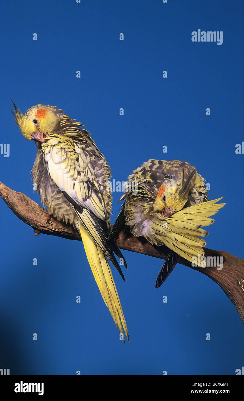 nymphicus hollandicus / cockatiel Stock Photo - Alamy
