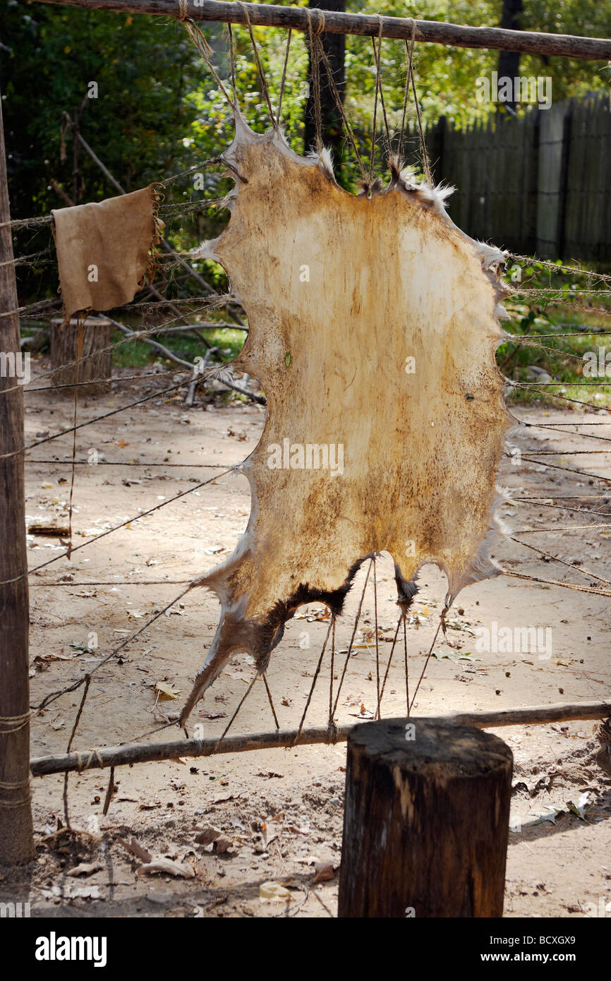 Deer hide preparation in the Powhatan Indian Village at the Jamestown Settlement Williamsburg Virginia Stock Photo