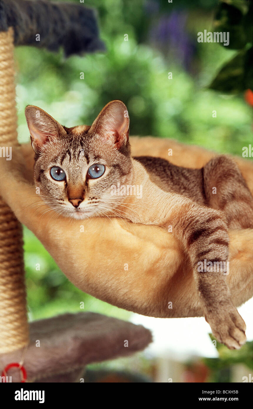 Oriental Shorthair lying in a cat tree Stock Photo - Alamy