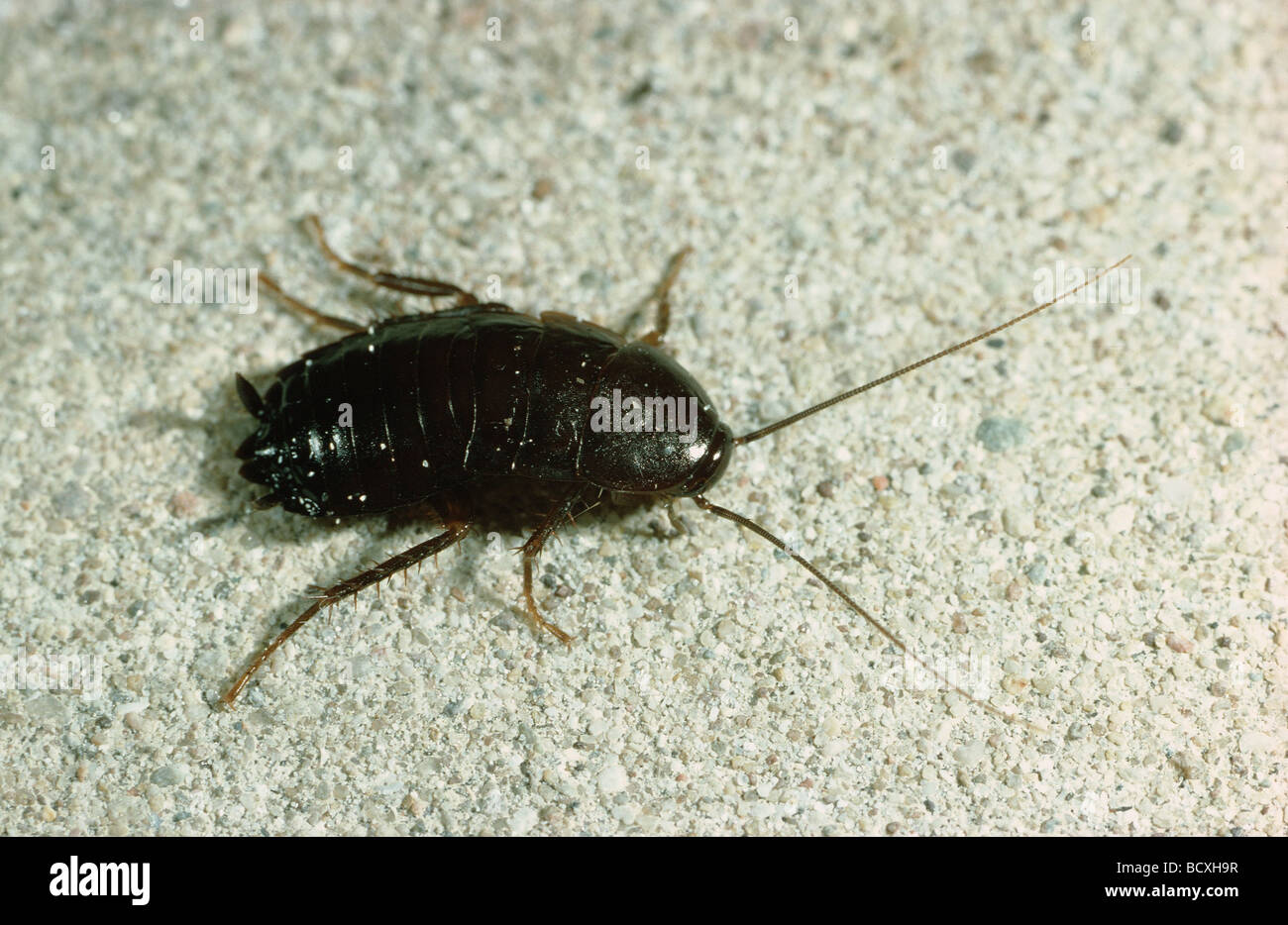 Oriental Cockroach (Blatta orientalis) Stock Photo