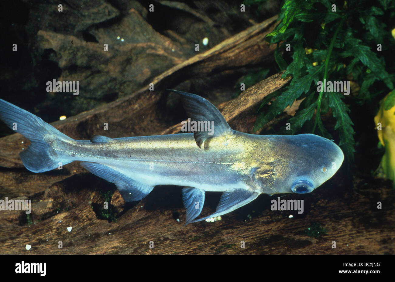 Iridescent shark (Pangasianodon hypophthalmus) swimming Stock Photo