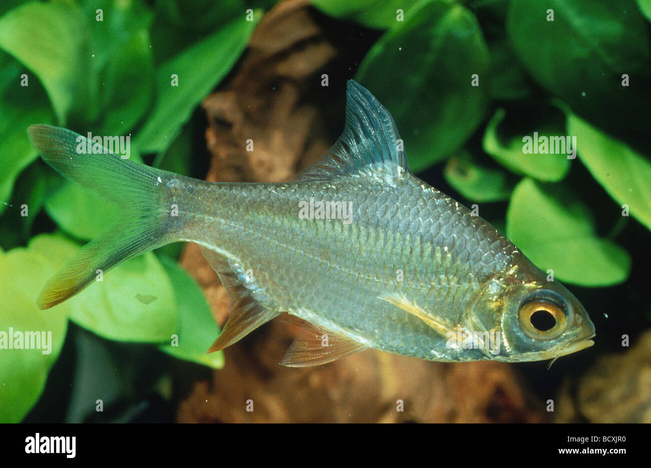 barbel Stock Photo