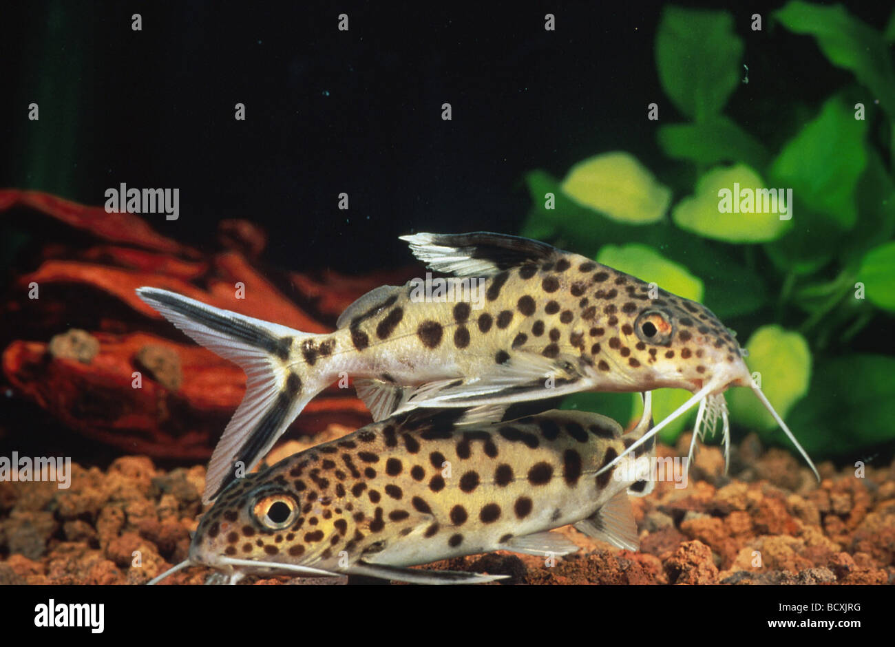 Silurus glanis / wels sheatfish catfish Stock Photo
