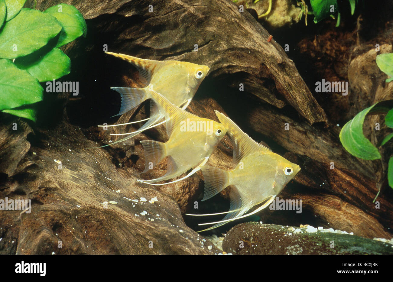 pterophyllum scalare auratum / freshwater angelfish / longfin angel fish Stock Photo