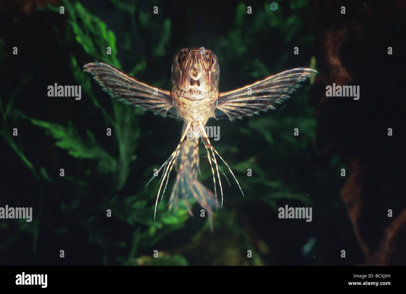 African butterflyfish (Pantodon buchholzi), Adult underwater in an aquarium Stock Photo