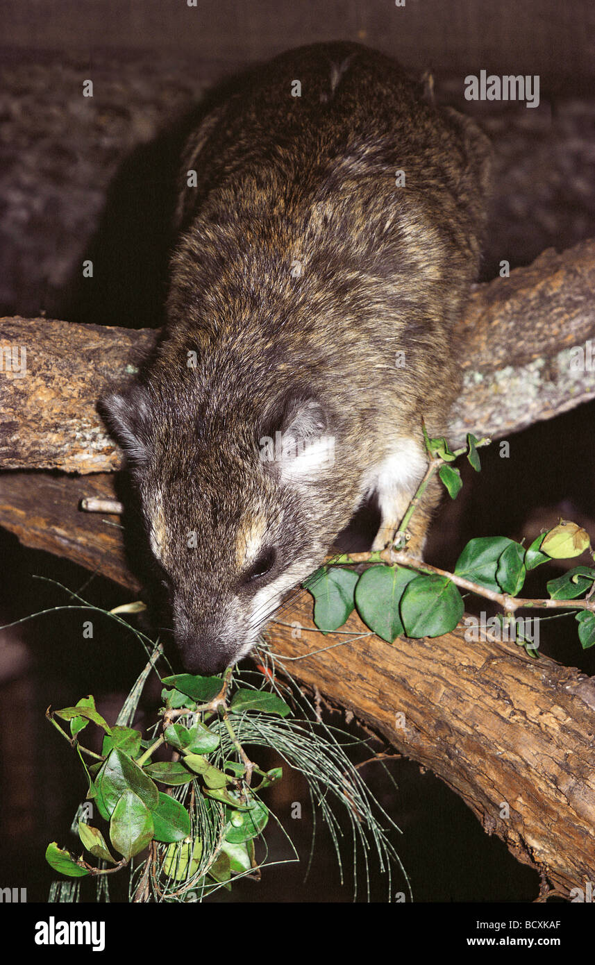 Tree Hyrax DENDROHYRAX ARBOREOUS feeding in forest at night Aberdares National Park Kenya East Africa Stock Photo
