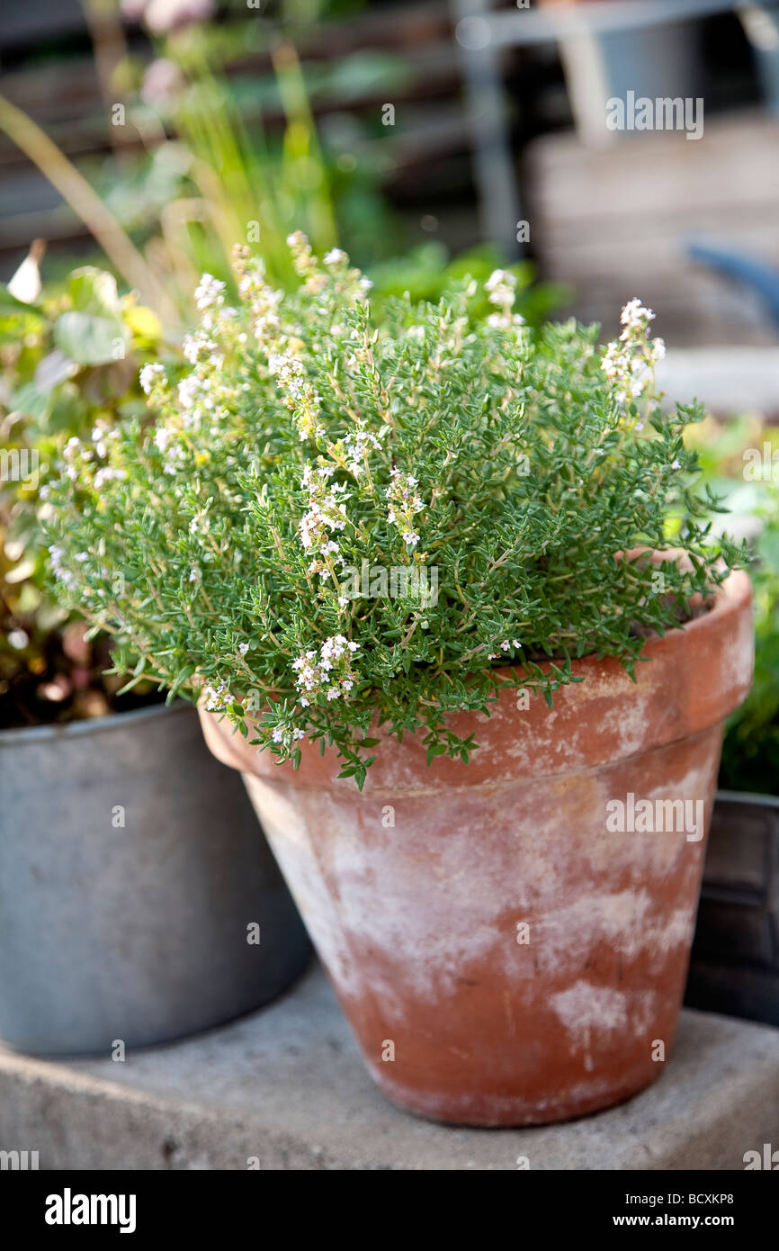 Plant of thyme in the herbal garden growing in a red pot Stock Photo