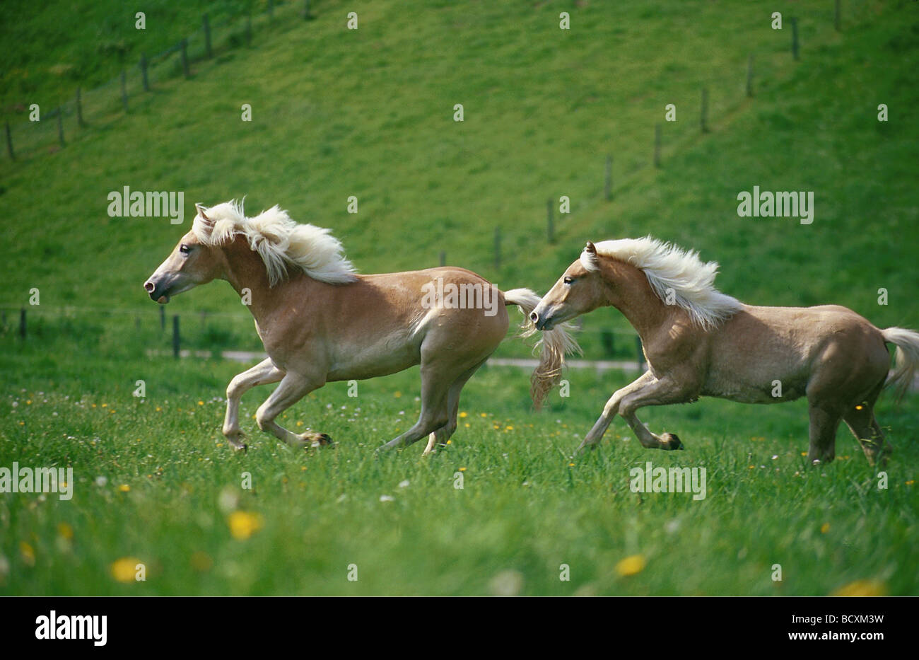 haflinger horses Stock Photo Alamy