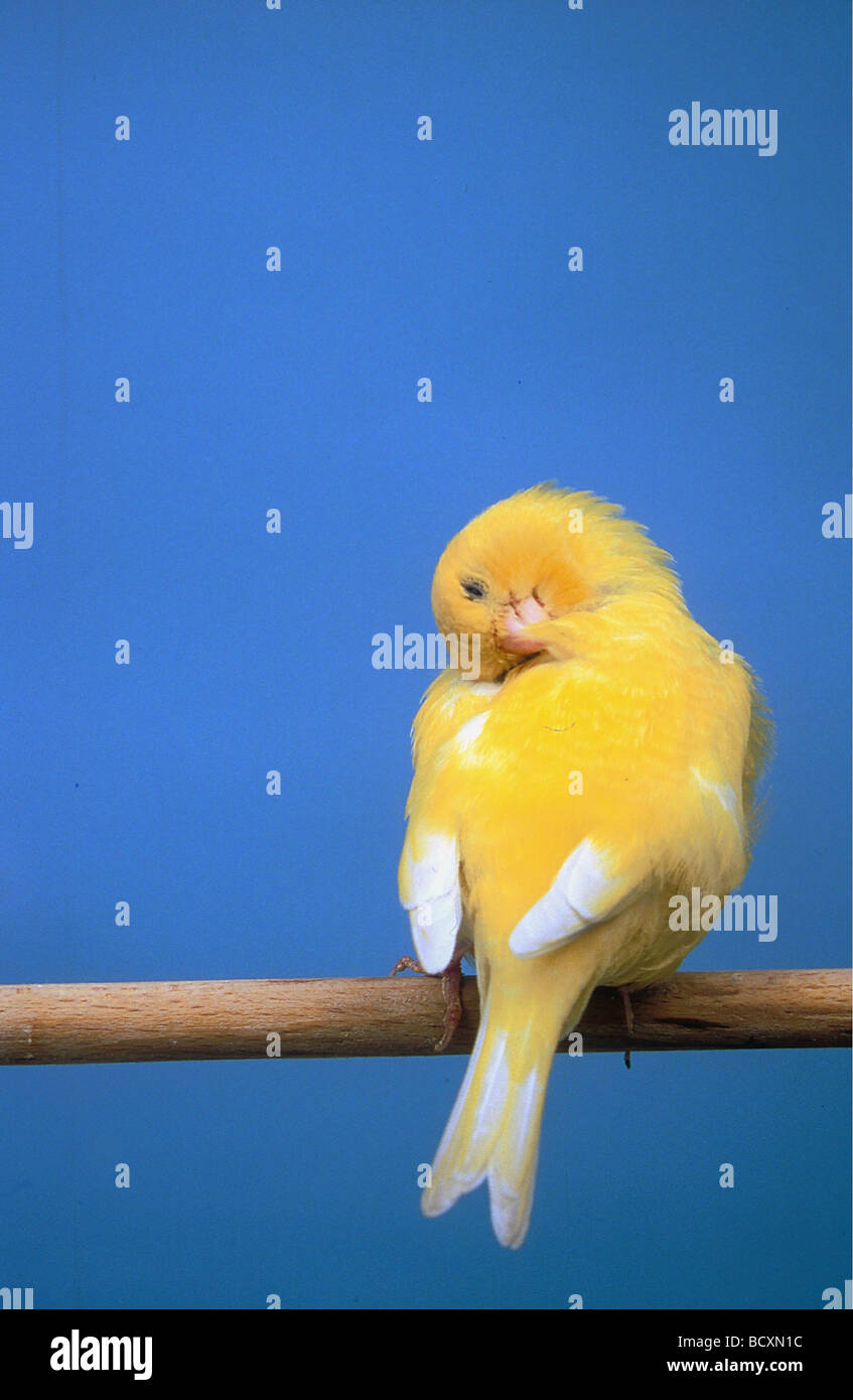 Domestic Canary. Yellow adult sleeping Stock Photo Alamy