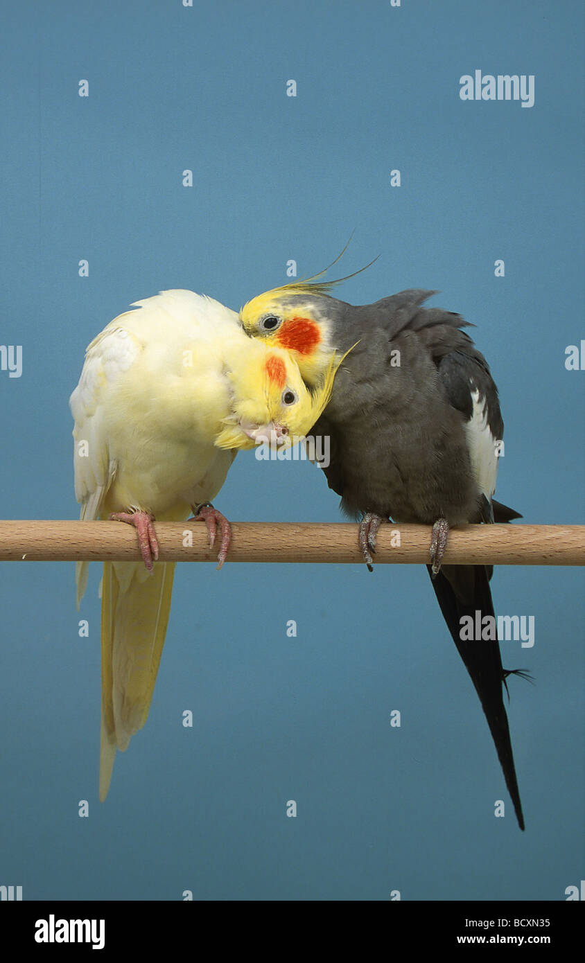 nymphicus hollandicus / cockatiel Stock Photo - Alamy