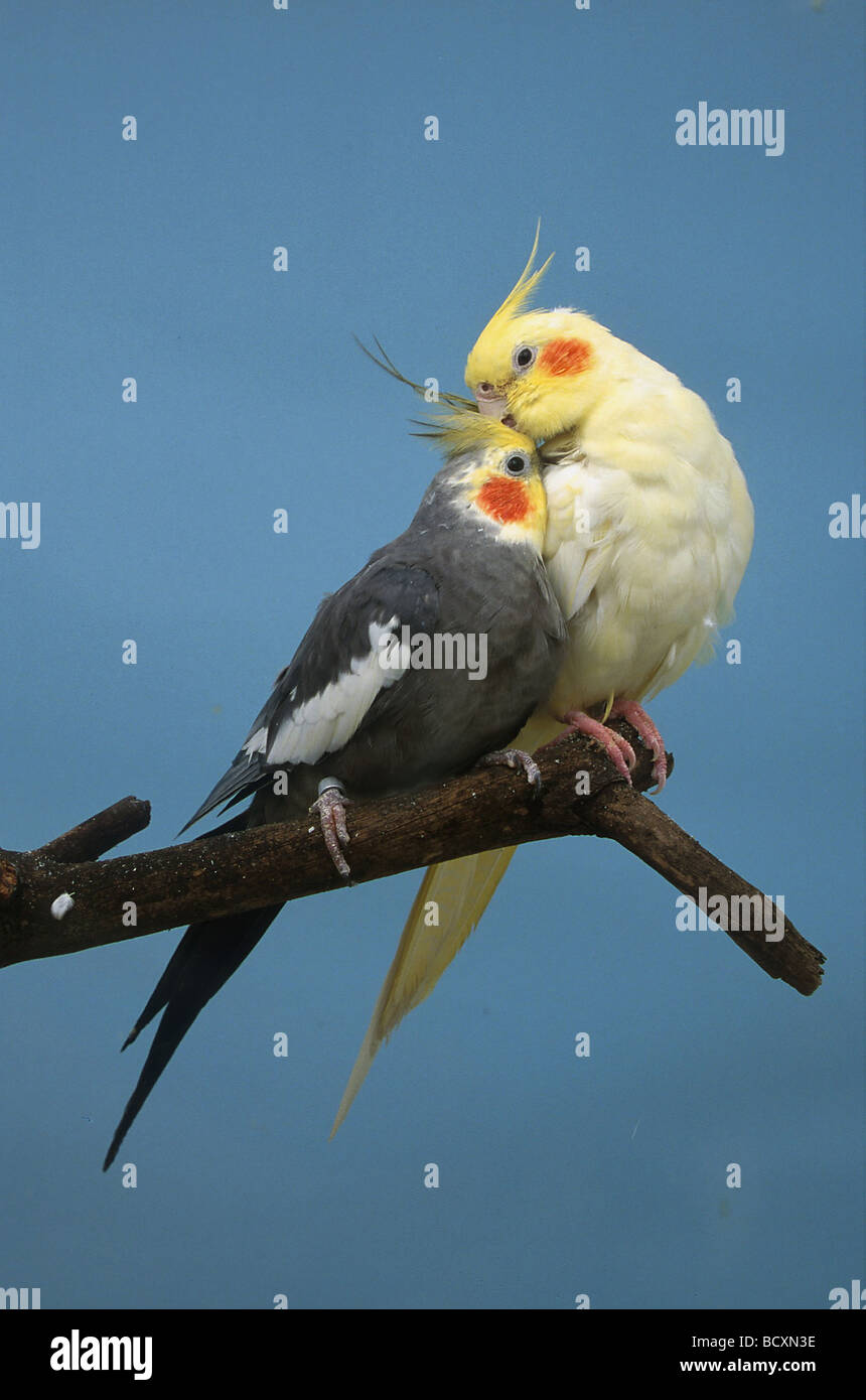 nymphicus hollandicus / cockatiel Stock Photo - Alamy