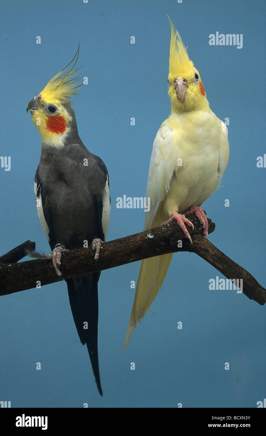 nymphicus hollandicus / cockatiel Stock Photo - Alamy