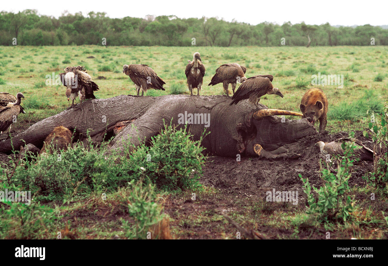 Dead elephant carcass 2 days after death with Spotted Hyaena and vultures feeding Masai Mara National Reserve Kenya East Africa Stock Photo