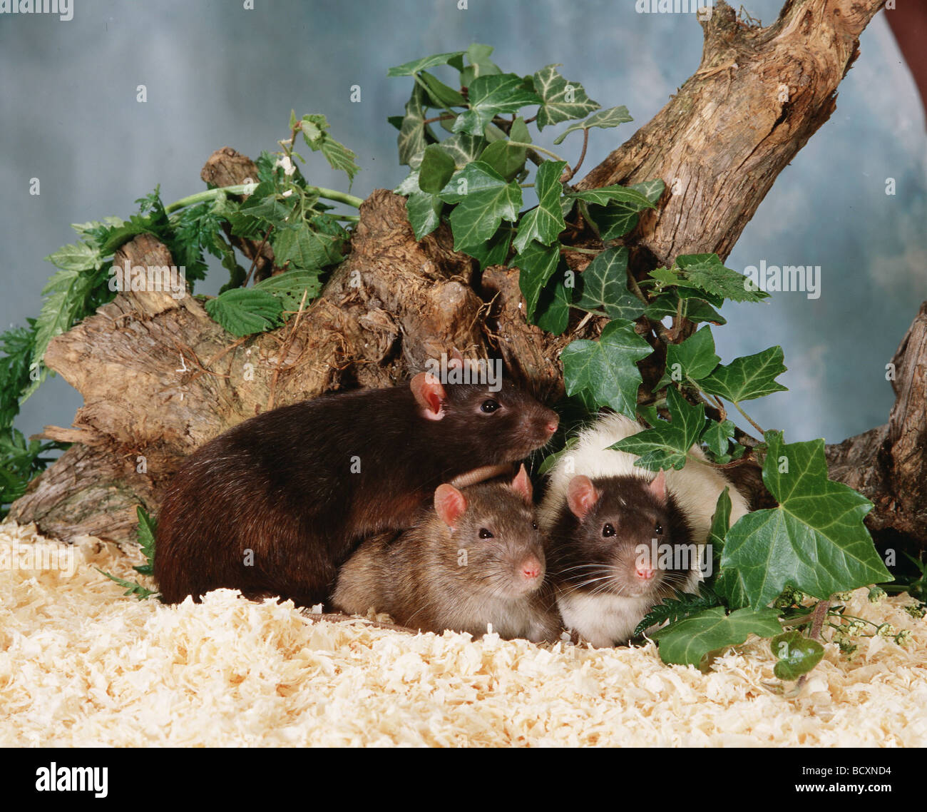 Rattus rattus / house rat Stock Photo - Alamy