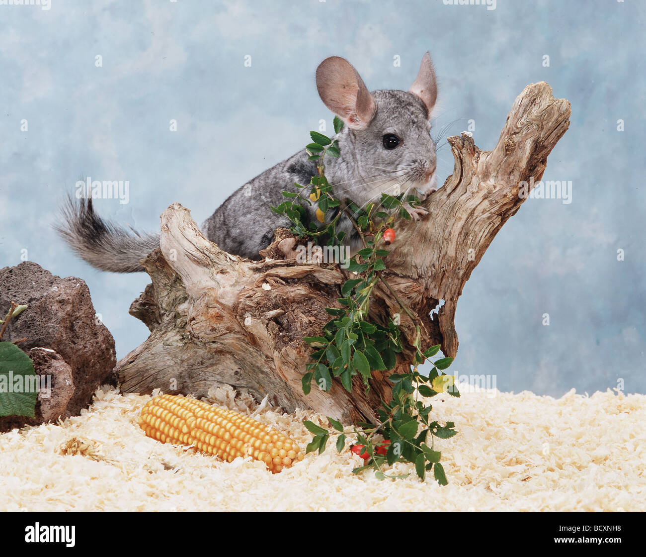 Chinchilla / Chinchilla spp Stock Photo - Alamy