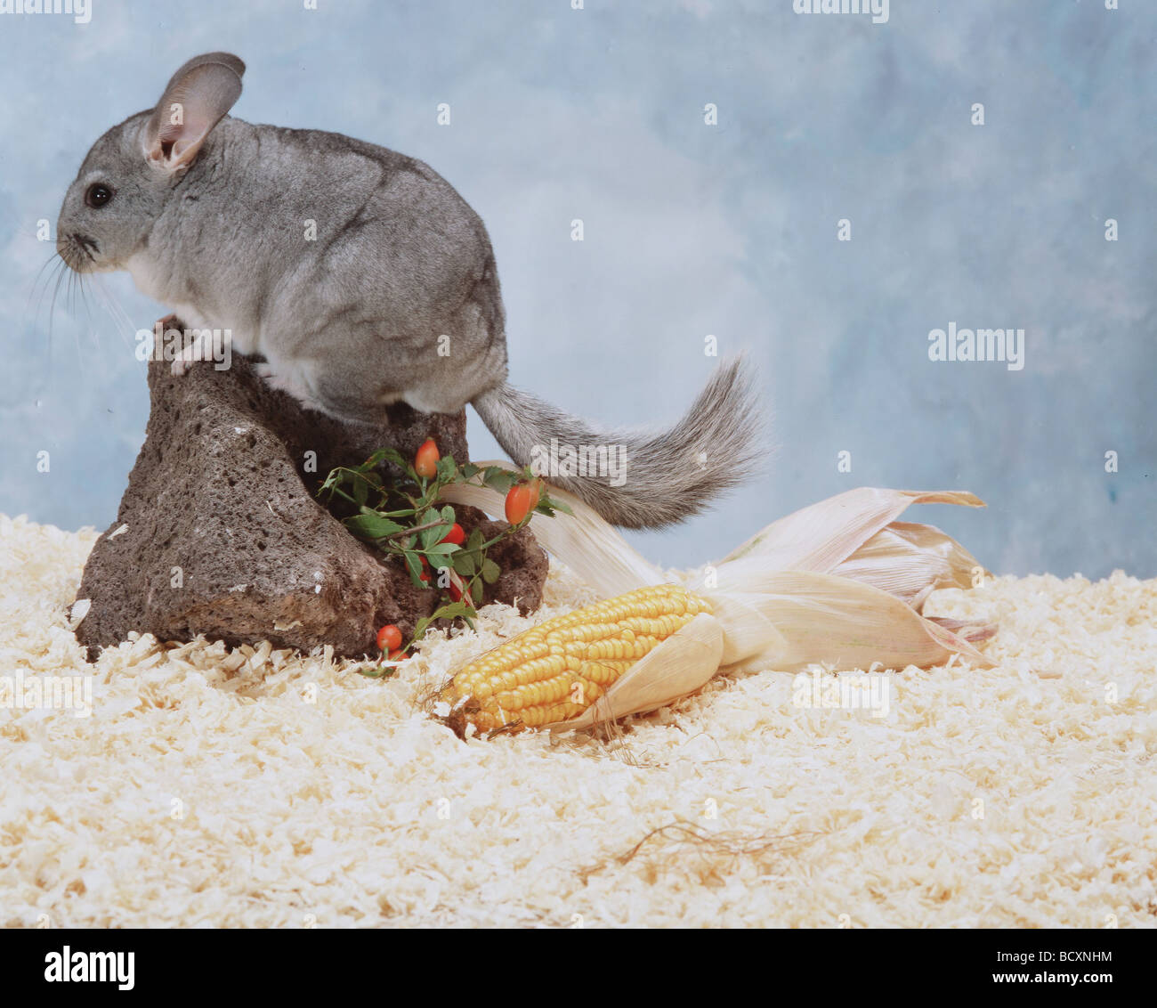 Chinchilla / Chinchilla spp Stock Photo - Alamy