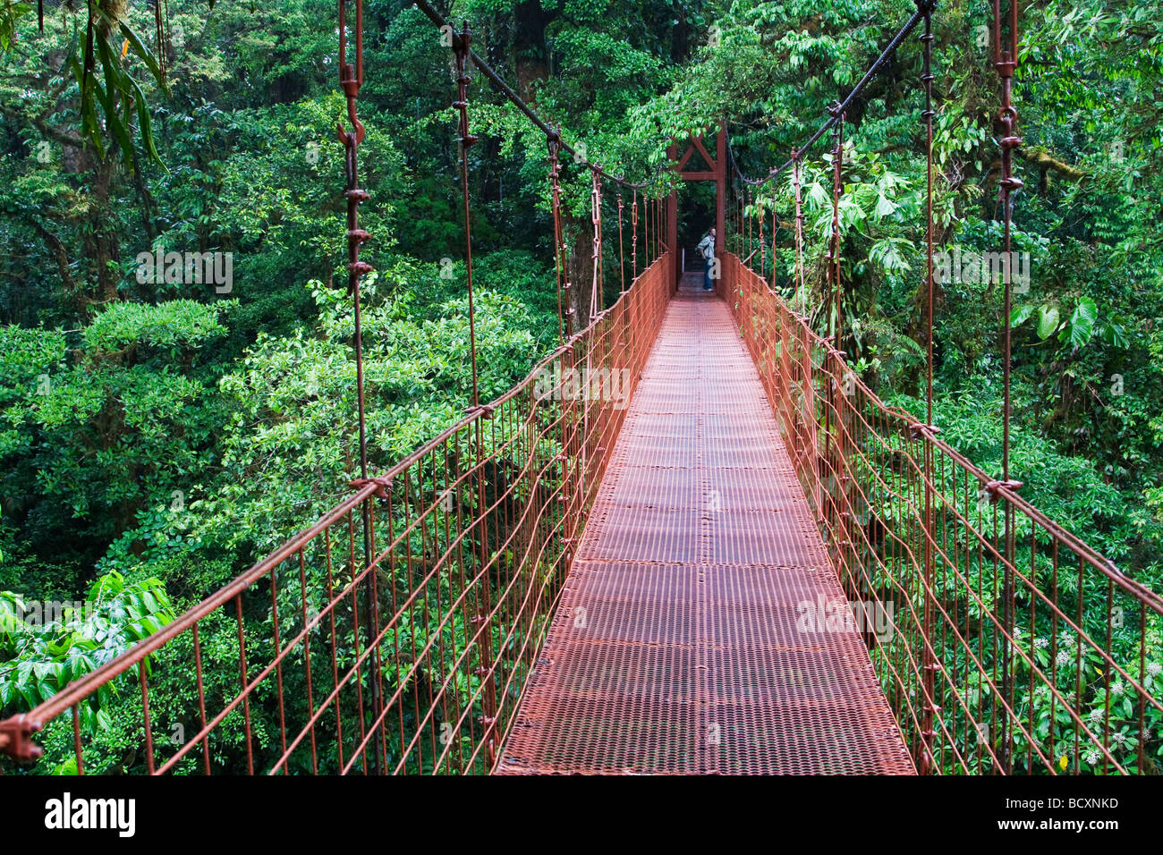 Costa Rica Monteverde eco tourist on canopy walkway in cloudforest Stock Photo