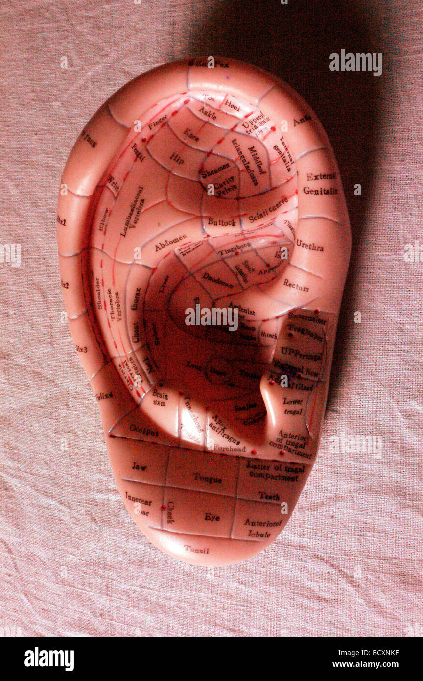 ear model for acupuncture Stock Photo Alamy