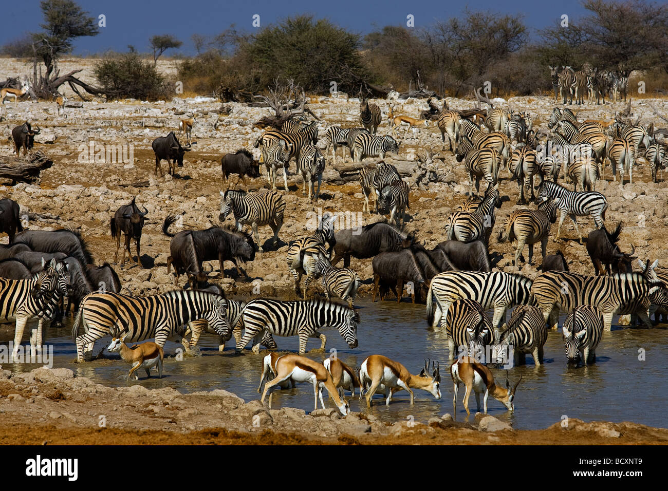 Zebras, wildebeests and springboks at Okaukuejo waterhole, Etosha National Park, Namibia Stock Photo