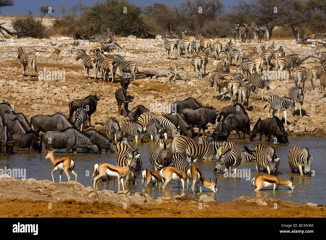 Concentration af animals at Okaukuejo waterhole, Etosha Stock Photo