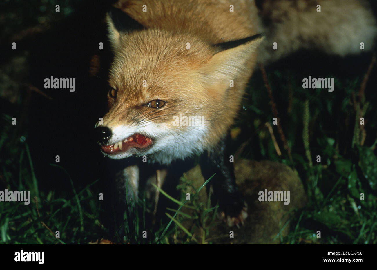 Red fox (Vulpes vulpes) snarling, possibly rabies Stock Photo Alamy