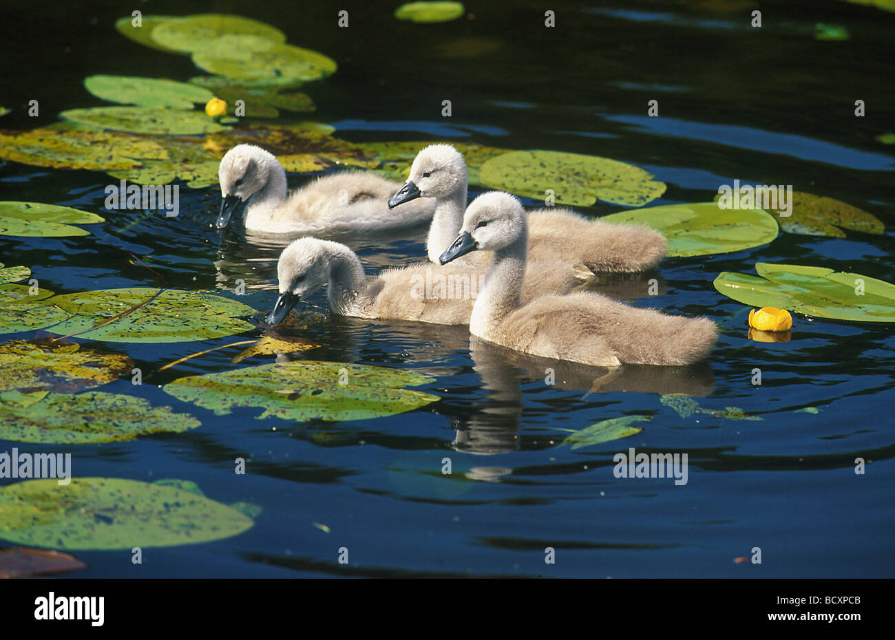 cygnus olor / Mute swan Stock Photo