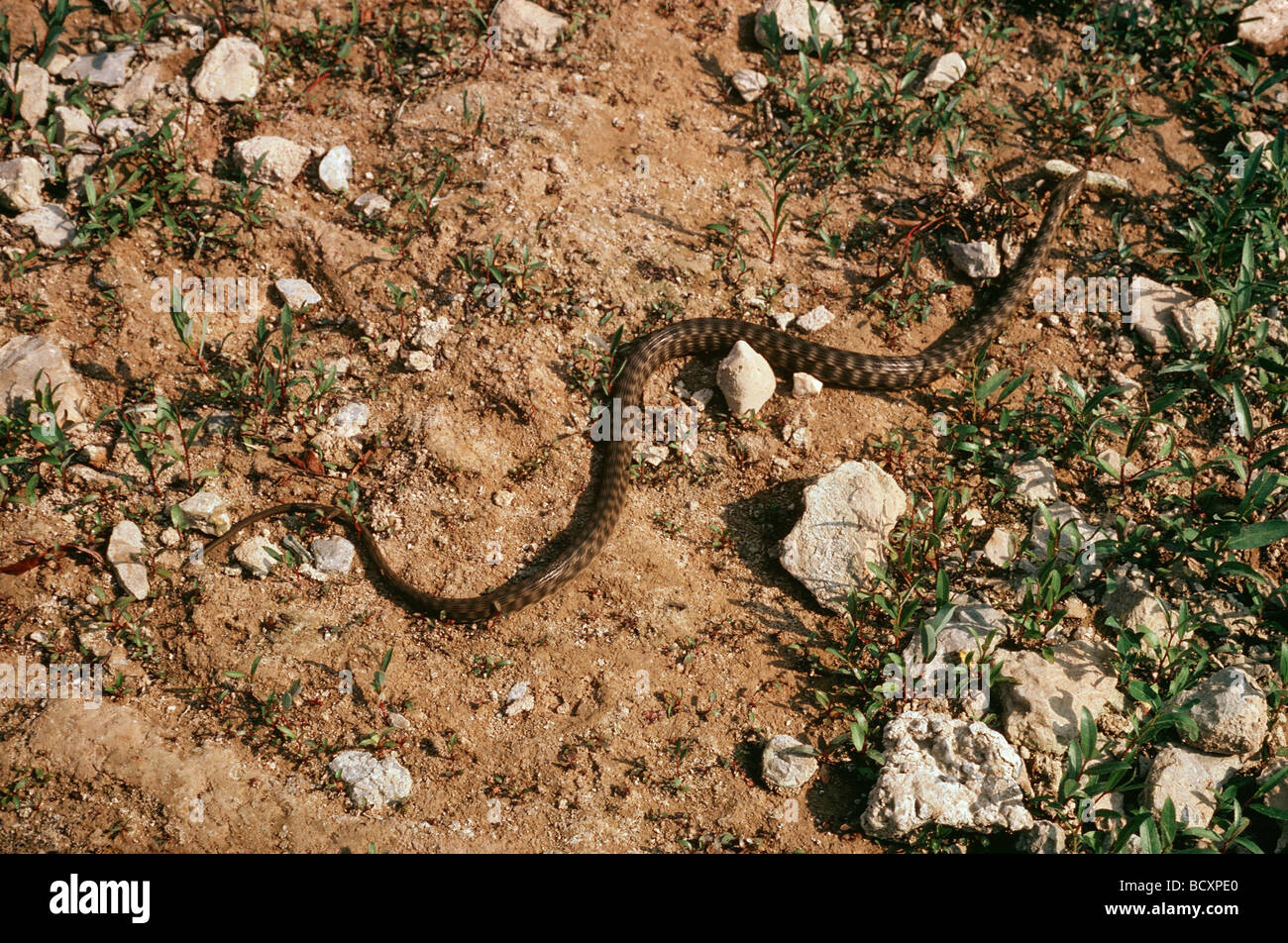 dice snake / Natrix tessellata Stock Photo