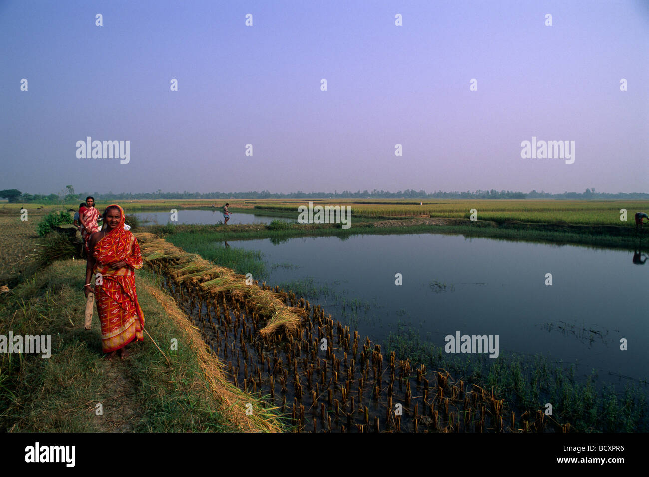 India, West Bengal, Sunderbans, Ganges Delta, rice fields of the Sunderban Conservation Programme, organic farming Stock Photo