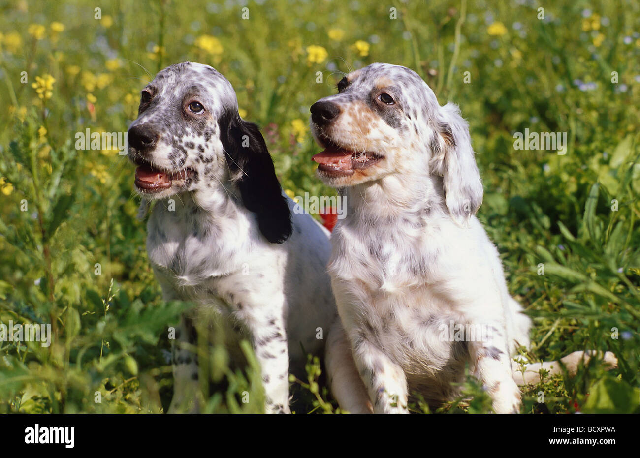 Page 2 Cute English Setter Puppy High Resolution Stock Photography And Images Alamy