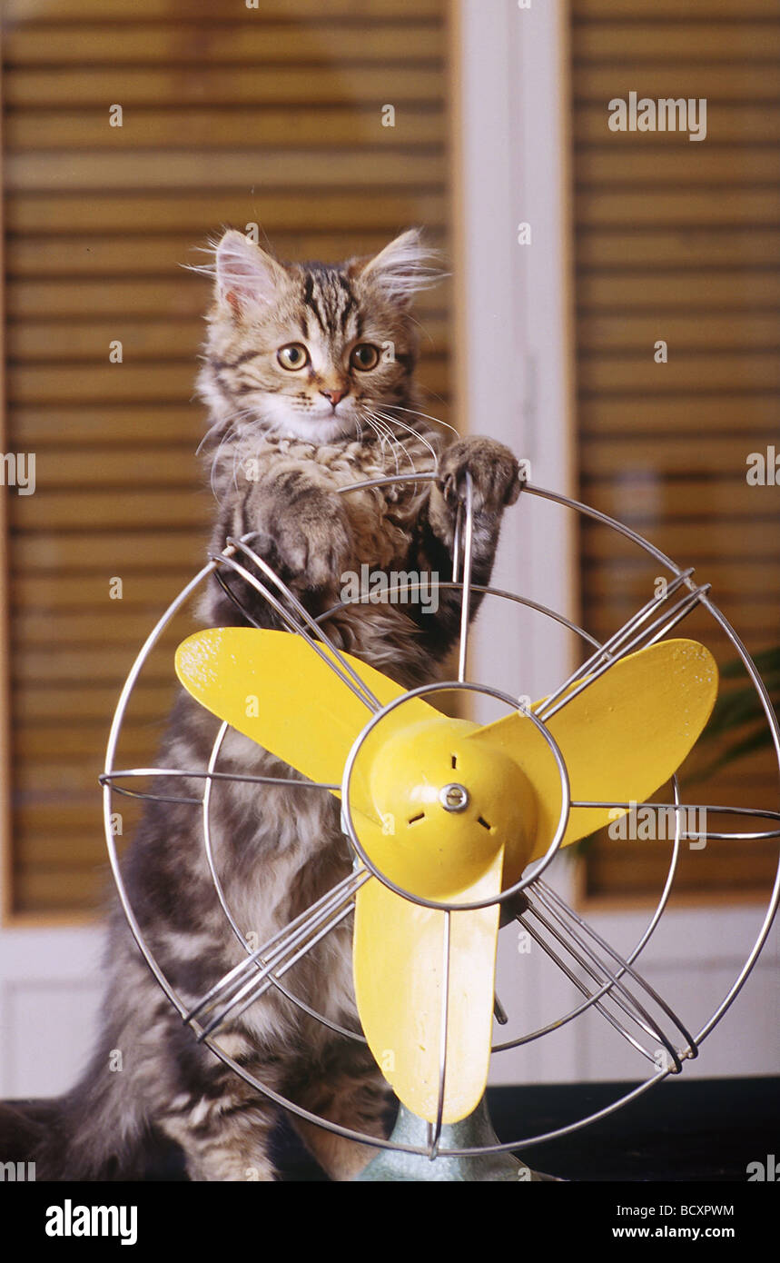 danger for cats - ventilator Stock Photo