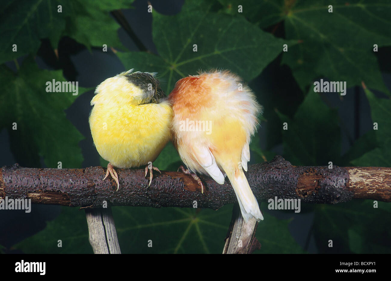 Domestic canaries (Serinus canaria forma domestica). Two birds perched on a twig while sleeping Stock Photo