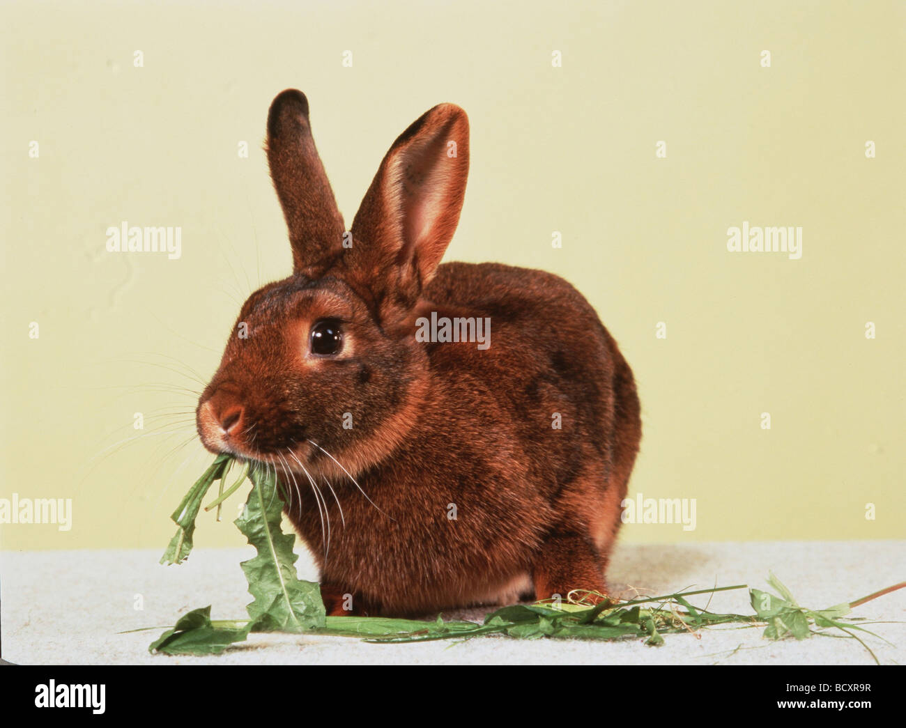 Deilenaar rabbit eating green leaves Stock Photo Alamy