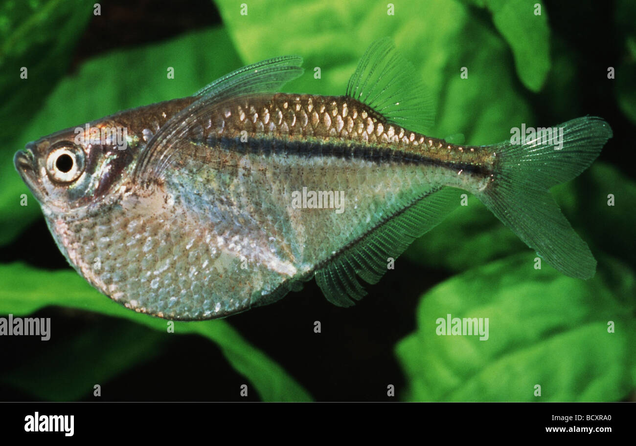 River Hatchetfish Gasteropelecus Sternicla High Resolution Stock