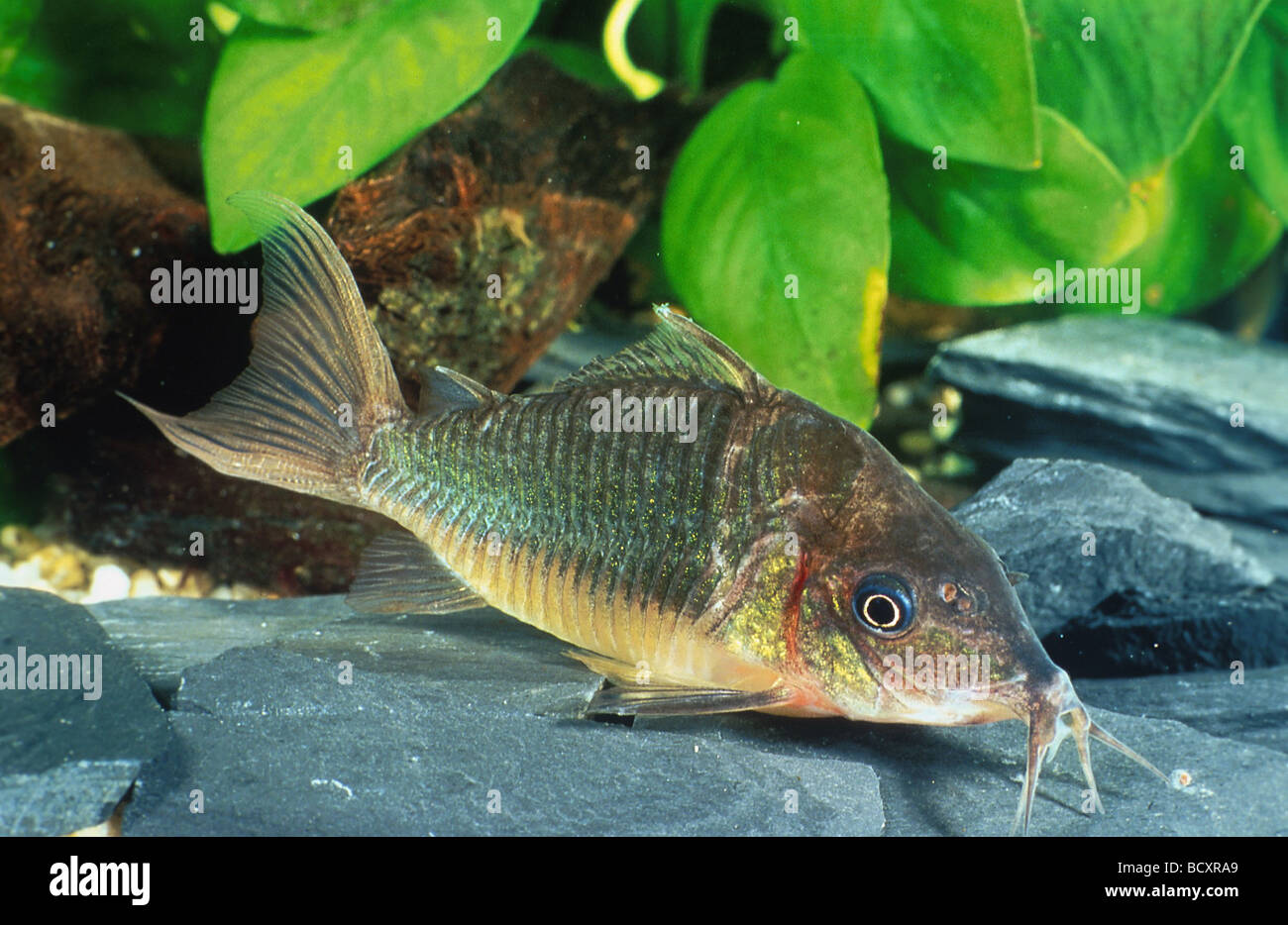callichthyid armored catfishes / Callichthyidae Stock Photo