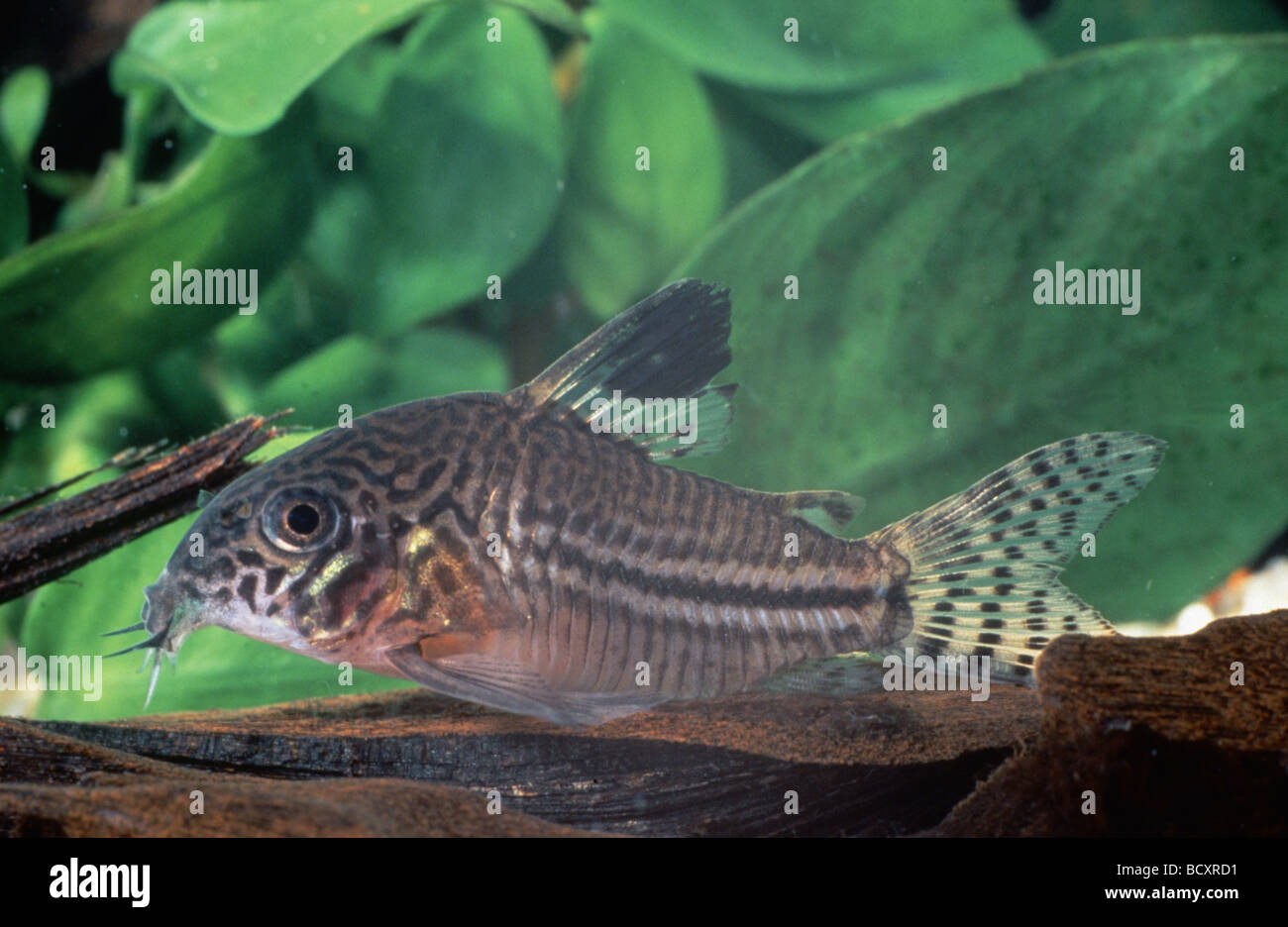 wels catfish / Corydoras trillineatus Stock Photo