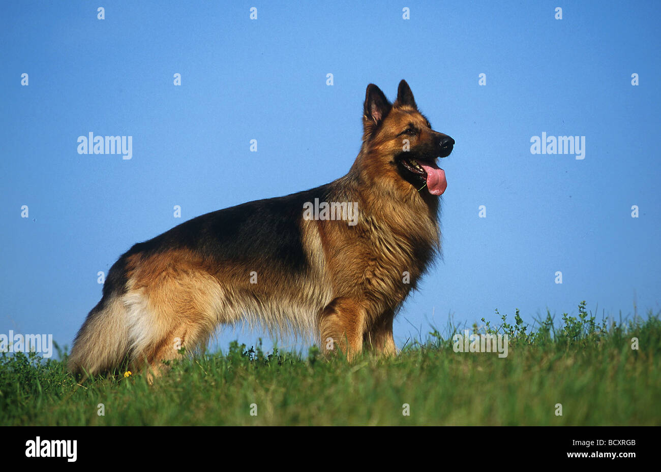 German Shepherd Dog. Adult long-haired dog standing on a meadow. Germany Stock Photo