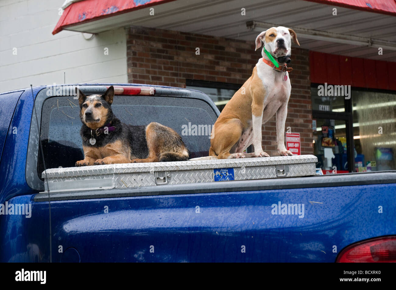Can You Have Dogs In The Back Of A Truck