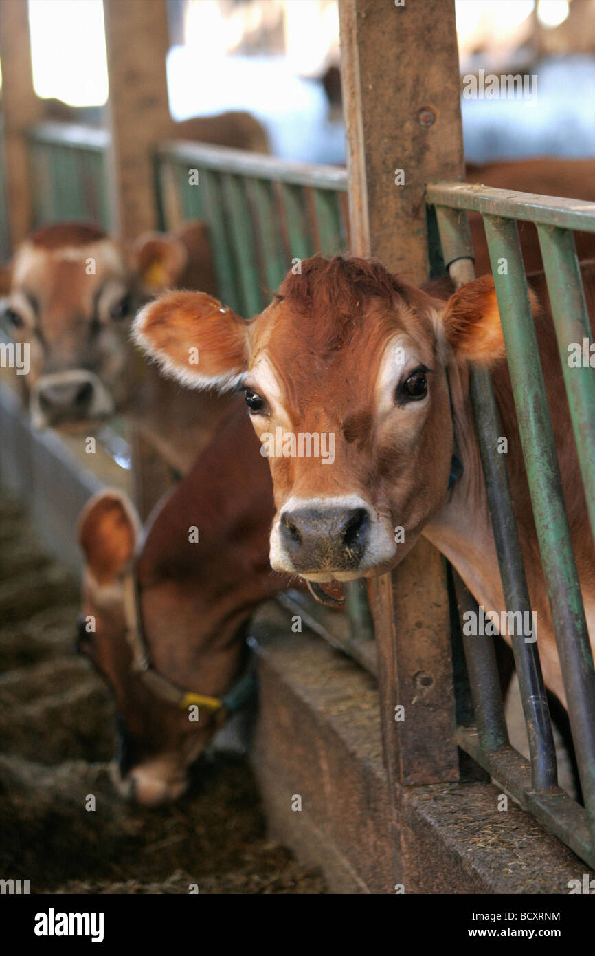 Young calves and cows Stock Photo - Alamy