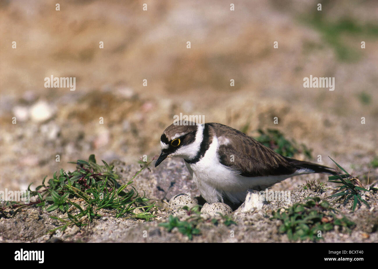 Charadrius dubius / Little ringed plover - on eggs - Stock Photo