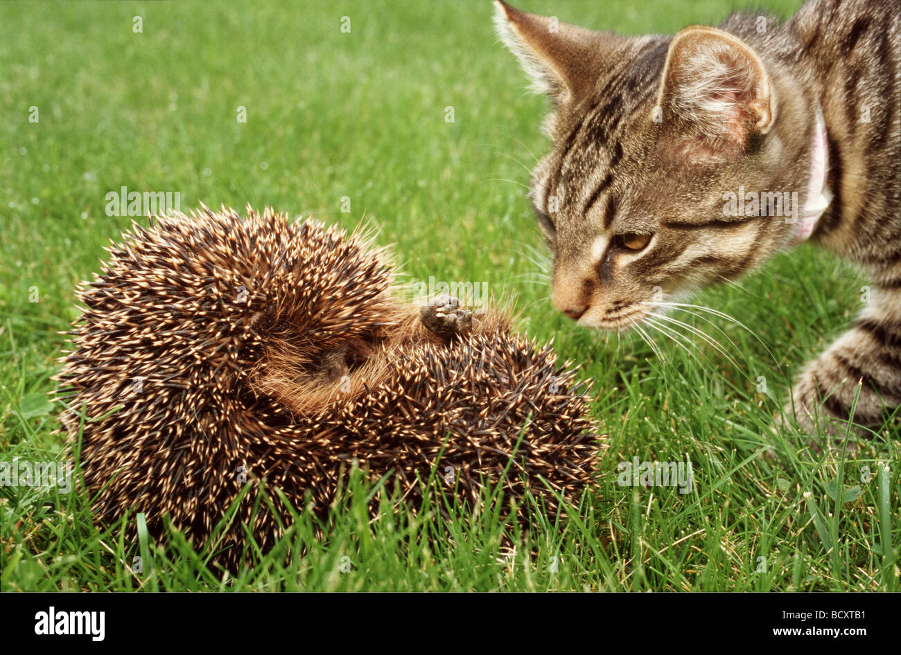 cat and hedgehog Stock Photo Alamy