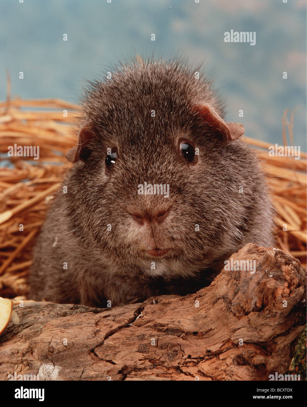 Cavia / cavies , guinea pigs Stock Photo Alamy