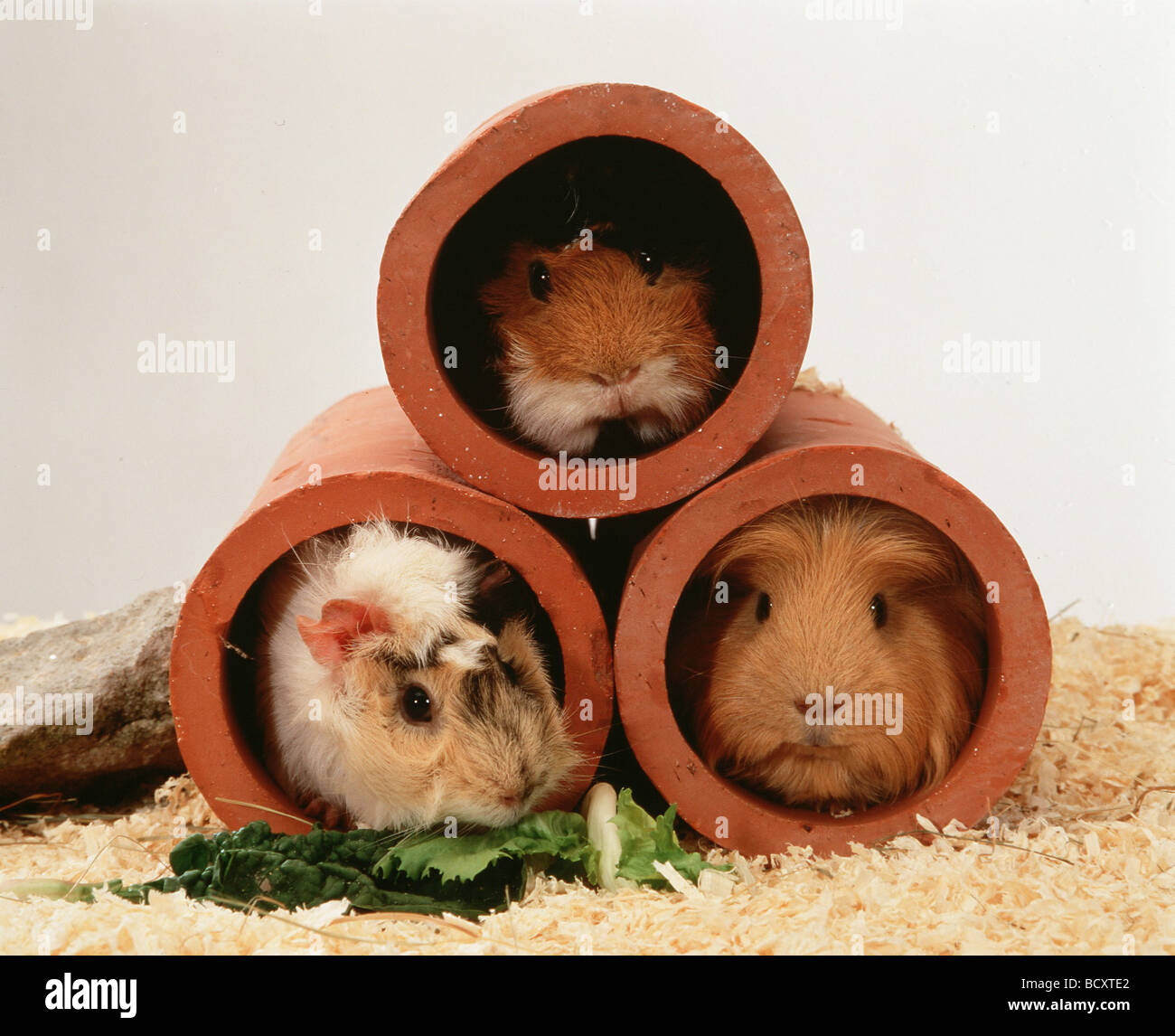 Cavia / cavies , guinea pigs Stock Photo Alamy