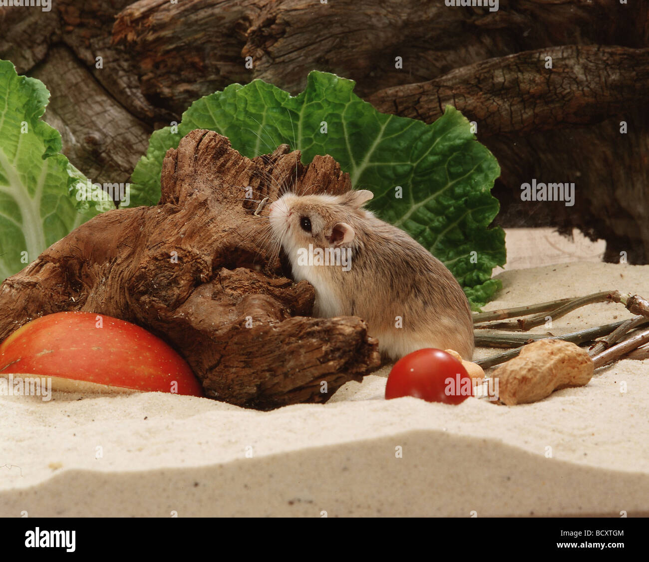 Roborovski Dwarf Hamster (Phodopus roborovskii) in its enclosure with log and food Stock Photo