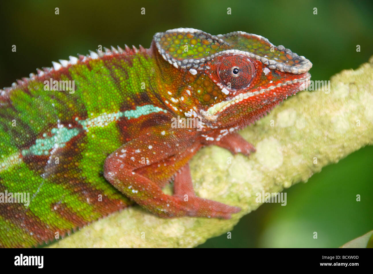 Panther chameleon (Furcifer pardalis) in Ankarana National Park in Madagascar Stock Photo