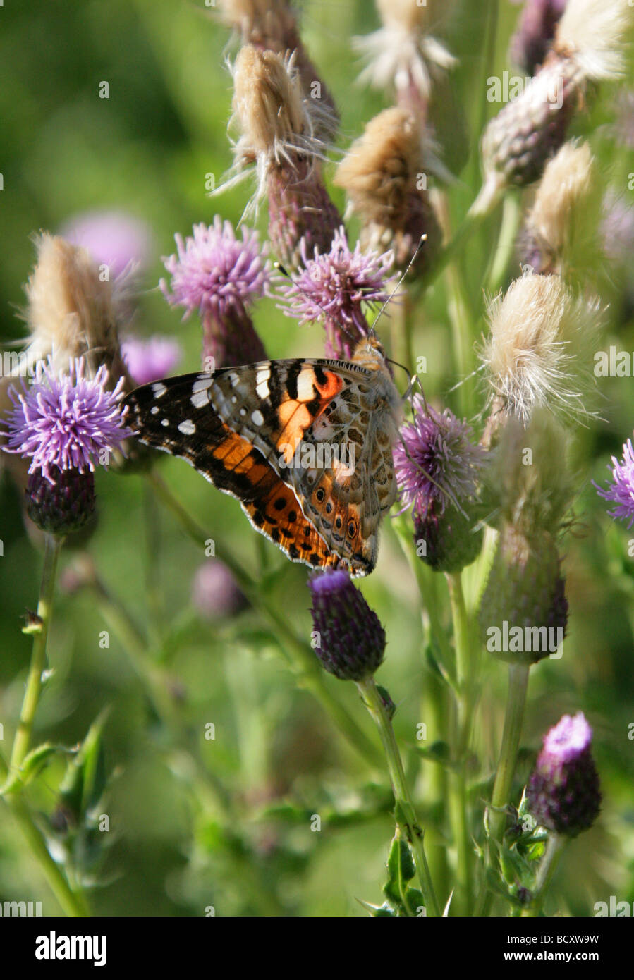 Painted Lady Butterfly, Vanessa cardui, Nymphalidae, Lepidoptera. Feeding on Sawwort, Serratula tinctoria, Asteraceae Stock Photo